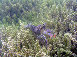 A Black Tiger Shrimp