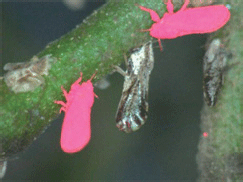 Fig. 1. Marked and non-marked psyllids on orange jasmine.