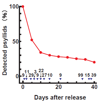 Fig. 2. Proportion of detected psyllids after release.