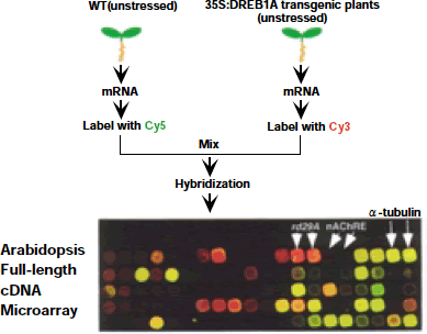 Fig. 1. Strategy for identification of DREB1A target genes.