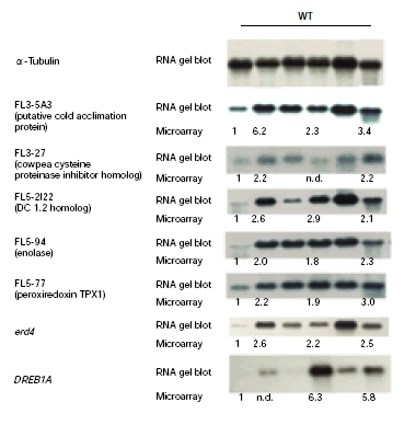 Fig. 2. Comparison of cDNA microarray and RNA gel blot analyses for the identification of new DREB1A target genes controlled by the DREB1A gene.
