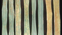 Fig. 1. Symptoms of leaf rust-infected leaves.