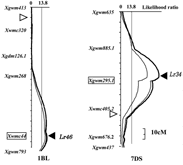 Fig. 2. Likelihood ratio (LR) contour by composite interval mapping for QTL detection of leaf rust severity on chromosome 1B long arm and 7D short arm.