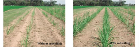 Fig. 2. Effects of subsoiling treatment on the growth of sugarcane planted under no-tillage conditions.