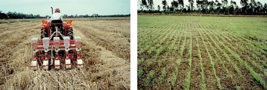 Fig. 1. Large-scale field trial for no-tillage direct seeding cultivation of rice.