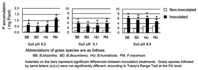 Fig. 1. P accumulation of four grass species affected by arbuscular mycorrhiza inoculation and soil pH.