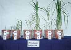 Photo 1. Mycorrhizal (+M) and non-mycorrhizal (-M) Brachiaria brizantha at soil pH levels of 4.3, 5.1 and 6.4.
