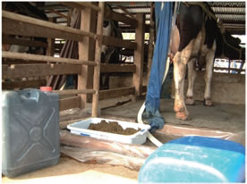 Photo 1. Cows installed with harnesses to attach feces bags and urine tubes in order to separately collect feces and urine during the collection period.