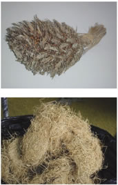 Photo 1. An empty fruit bunch (EFB, top) and its fibrous form (bottom).