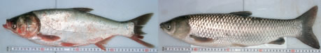 Photo. 1. Chinese domestic freshwater fish
