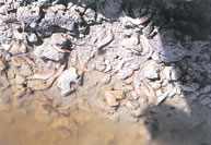 Photo 2. Mass mortality of prawns due to viral disease in Malaysia.