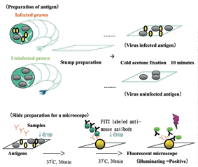 Fig. 1. Screening methods for antibody using indirect immunofluorescence technique.