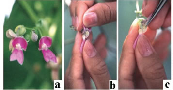Fig. 1. Cross-pollination using cytoplasmic male sterile (CMS) lines.
