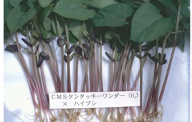 Fig. 2. Hypocotyls of the plants derived from CMS