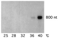 Fig. 1. Northern-blot analysis of temperature-dependent LeHSP23.8 mRNA accumulation in tomato leaves.