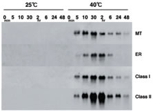 Fig. 2. Northern-blot analysis of heat-induction time course for sHSP genes in tomato flowers.