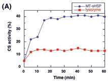 Fig. 3. (A) Effects of LeHSP23.8 protein on the renaturation of chemically denatured citrate synthase (CS).