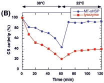 Fig. 3. (B) Effects of recombinant LeHSP23.8 on the thermal inactivation of CS.