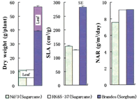 Fig. 1. Comparison of dry weight, specific leaf area (SLA) and net assimilation rate (NAR) between sugarcane and sorghum 48 days after emergence.
