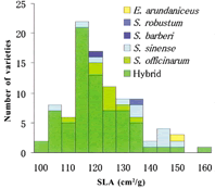 Fig. 3. SLA variation among sugarcane genetic resources.
