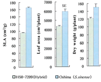 Fig. 4. Comparison of dry weight, leaf area and SLA among sugarcane varieties 84 days after emergence.