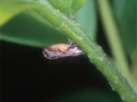 Fig. 1. Infecton of adult Diaphorina citri on Murraya paniculata.