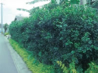 Fig. 2. Murraya paniculata“orange jasmine”planted as a hedge around a house.