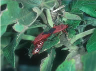 Fig. 1. Antilochus coqueberti in copulation preying on Dysdercus cingulatus.