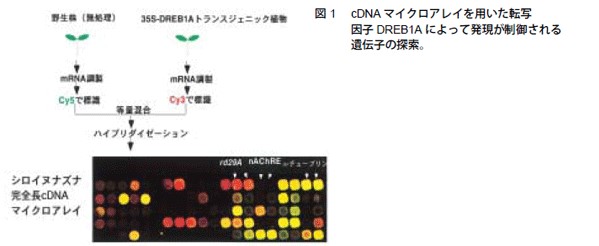 図1