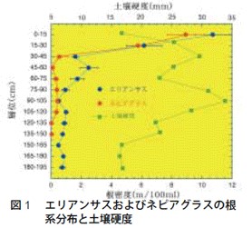 図1　エリアンサスおよびネピアグラスの根系分布と土壌硬度