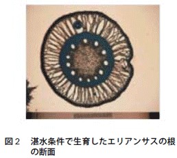 図2　湛水条件で生育したエリアンサスの根の断面