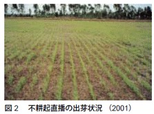 図2　不耕起直播の出芽状況