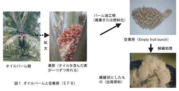 図1　オイルパームと空果房（EFB）