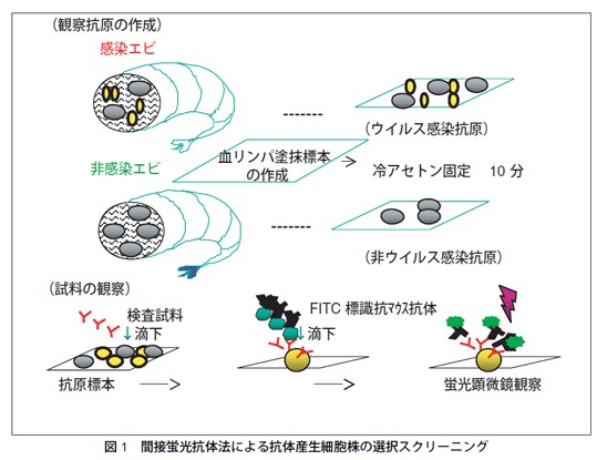 養殖エビで発生しているウイルス病の単クローン抗体を用いる診断 国立研究開発法人 国際農林水産業研究センター Jircas