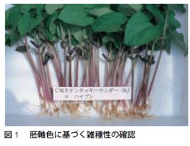 図1　胚軸色に基づく雑種性の確認