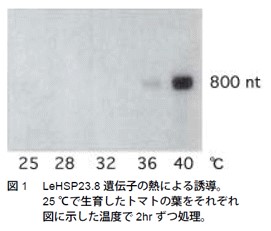 図1　LeHSP23.8遺伝子の熱による誘導
