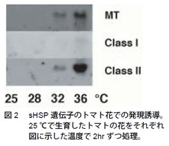 図2　sHSP遺伝子のトマト花での発現誘導