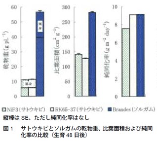 図1　サトウキビとソルガムの乾物重、比葉面積および純同化率の比較（生育48日後）