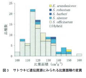 図3　サトウキビ遺伝資源にみられる比葉面積の変異