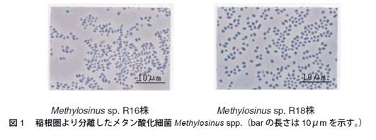 図1　稲根圏より分離したメタン酸化細菌 Methylosinus spp.