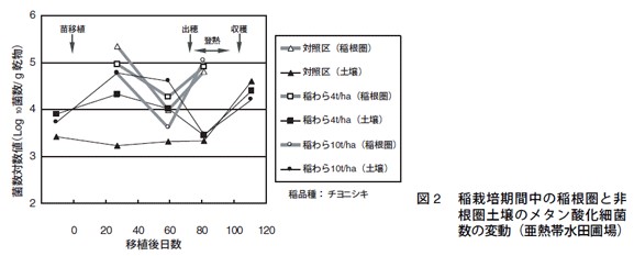 図2　稲栽培期間中の稲根圏と非根圏土壌のメタン酸化細菌数の変動（亜熱帯水田圃場）