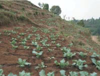 Fig. 1. A vegetable field located in the southern part of the study site.