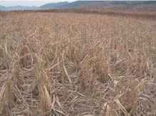 Fig. 1. Corn affected by drought in Shandong Province, China.
