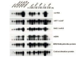 Fig. 1. Northern blot analysis of stress-inducible genes.