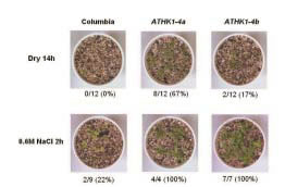 Fig. 2. Drought and high salinity tolerance of the dominant-negative ATHK1 overexpressors. 