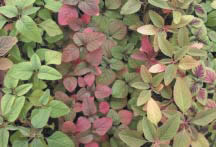 Fig. 1. Genetic diversity of Amaranth or Chinese spinach