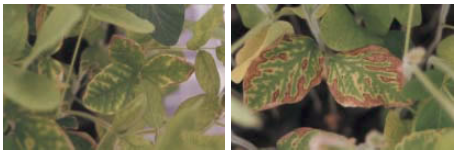 Fig. 2. Leaves displaying symptoms of sudden death syndrome in greenhouse test.