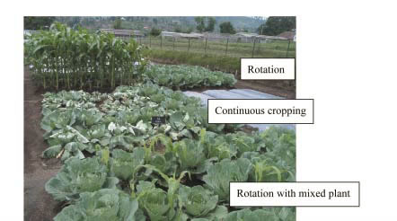 Fig. 2. Damage caused by clubroot disease in a continuous cropping plot.