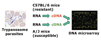 Fig. 1. Conceptual diagram of DNA microarray analysis used to screen candidate genes for trypanotolerance.