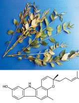 Fig. 1. Micromelum minutum twigs, and structure of the isolated antimutagen, mahanine.